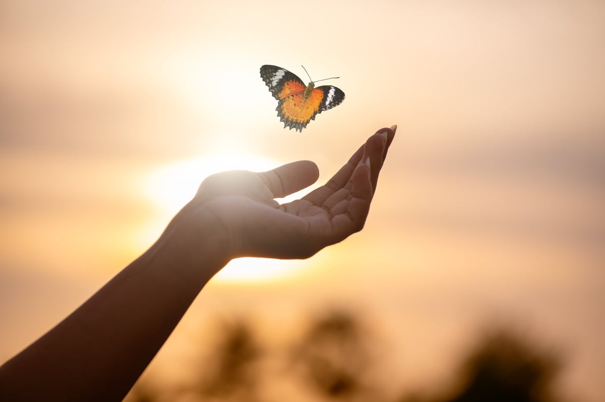Mariposa posada sobre una mano extendida contra un cielo dorado al atardecer