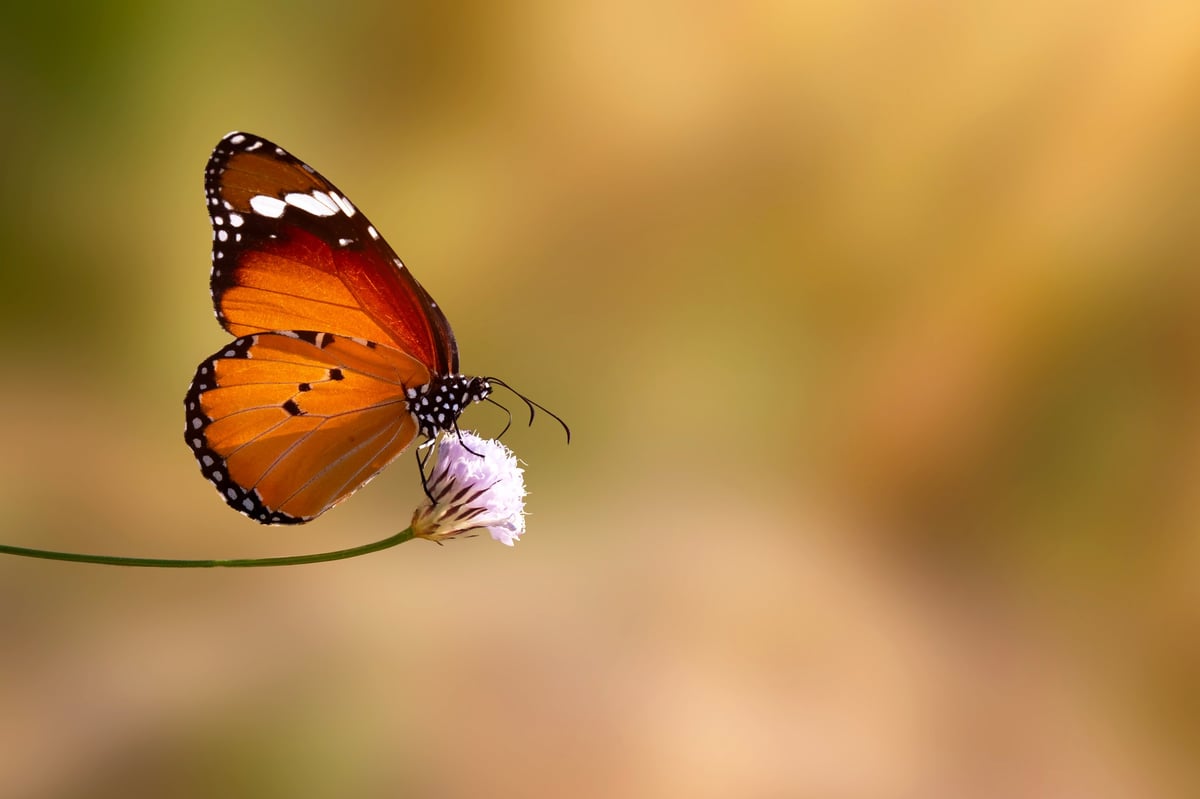 Mariposa fotografiada en su hábitat natural